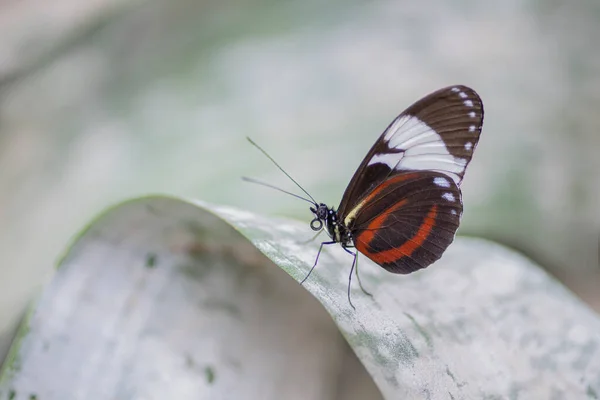 Portrait White Barred Longwing Heliconius Cydno Butterfly Leaf — Stock Photo, Image