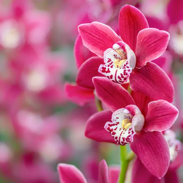 Phalaenopsis Orchidée Arbre Fleurs Dans Couleur Douce Flou — Photo