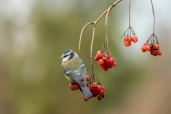 Eurasian Blue Tit Cyanistes Caeruleus Branch Forest Noord Brabant Netherlands — ストック写真