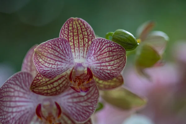 Фаленопсис Орхидея Цветок Дерево Мягком Цвете Размытие — стоковое фото