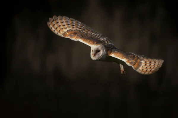 Beautiful Barn Owl Netherlands — ストック写真