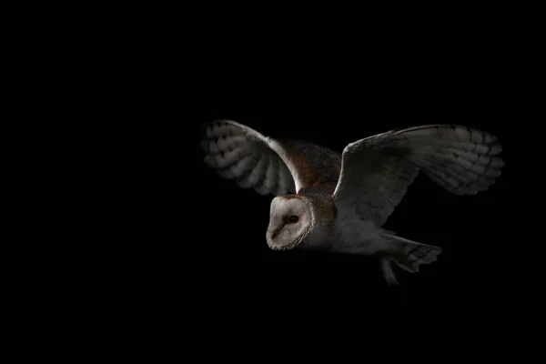 Flying Barn Owl Tyto Alba Hunting Dark Background Noord Brabant — Stock Photo, Image