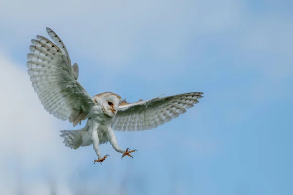 Vacker Laduuggla Tyto Alba Flygning Före Attack Med Öppna Vingar — Stockfoto