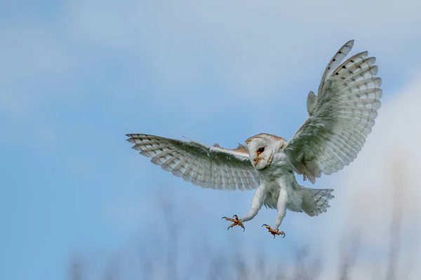 攻撃の前に飛行中の美しいバーンフクロウ Tyto Alba 開いている翼 きれいな白と青の背景を持ちます オランダの自然からの行動野生動物のシーン スペースのコピー — ストック写真