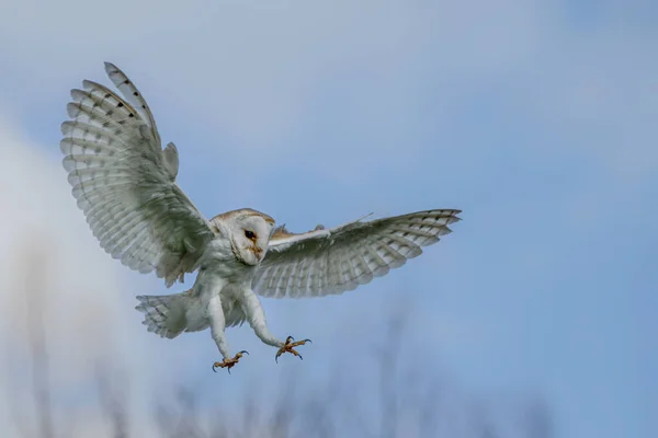 Mooie Schuur Uil Tyto Alba Vlucht Voor Aanval Met Open — Stockfoto