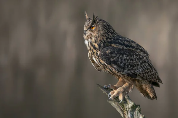 Vacker Enorm Europeisk Örnuggla Bubo Bubo Gelderland Nederländerna — Stockfoto