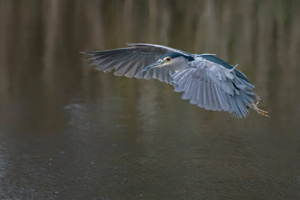 Beautiful Night Heron Nycticorax Nycticorax Flying Low Water Blurry Autumn — Stock Photo, Image