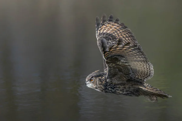 Uma Linda Enorme Coruja Águia Europeia Bubo Bubo Gelderland Nos — Fotografia de Stock