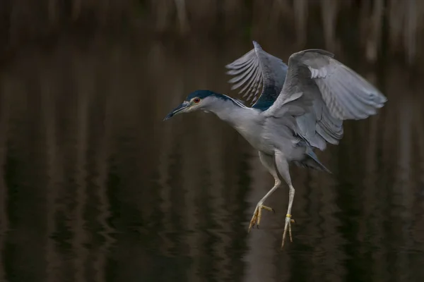 Beau Héron Nuit Nycticorax Nycticorax Volant Bas Dessus Eau Fond — Photo