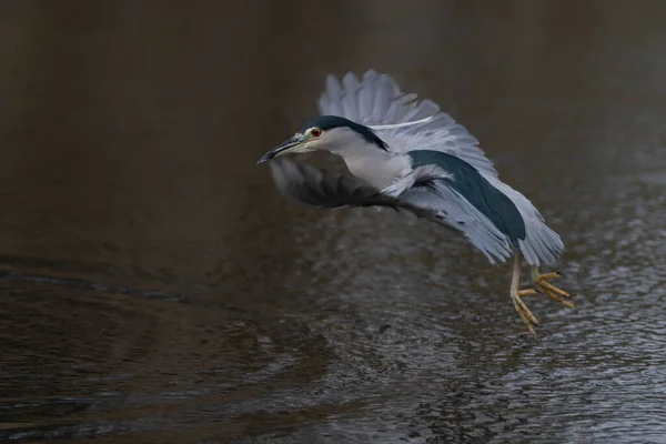 Beautiful Night Heron Nycticorax Nycticorax Voando Baixo Acima Água Fundo — Fotografia de Stock