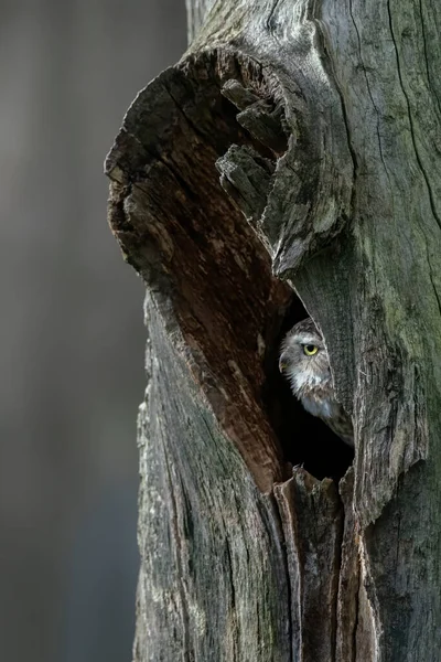 Gros Plan Une Chevêche Des Terriers Athene Cunicularia Dans Arbre — Photo