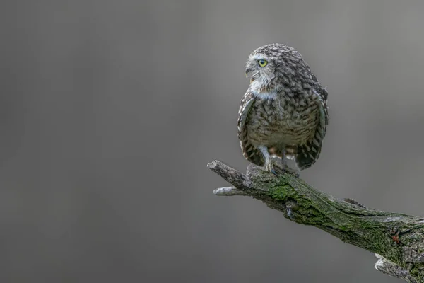 Lindo Búho Enterrador Athene Cunicularia Sentado Una Rama Fondo Borroso —  Fotos de Stock