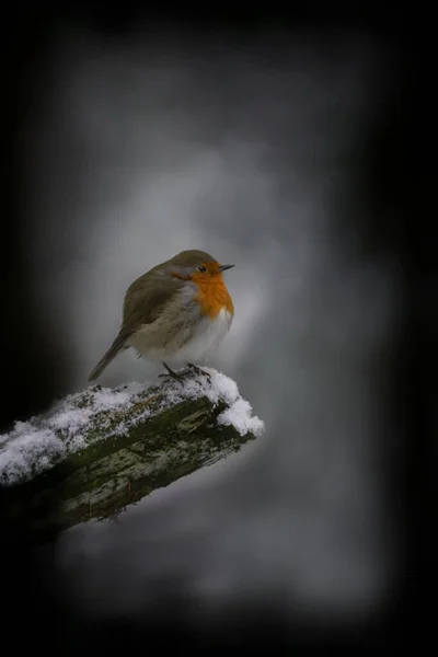 Beautiful European Robin Erithacus Rubecula Forest Noord Brabant Netherlands — Stock Photo, Image