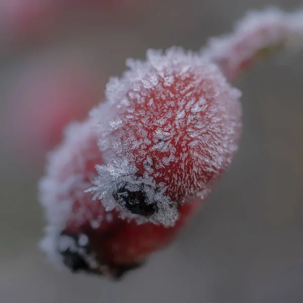 Rose Hips Rosa Covered Ice Red Rose Hips Macro Winter — Zdjęcie stockowe