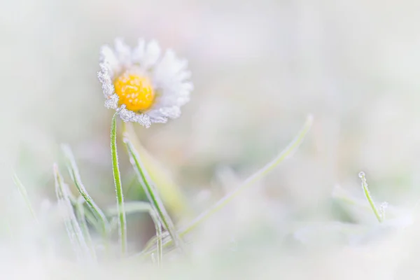 Belle Fleur Blanche Dans Herbe — Photo