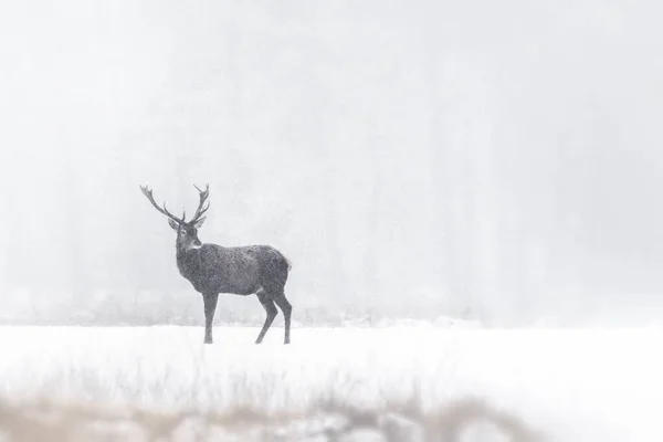 레드데어 Cervus Elaphus 네덜란드의 눈에서 네덜란드 Hoge Veluwe 배경의 — 스톡 사진