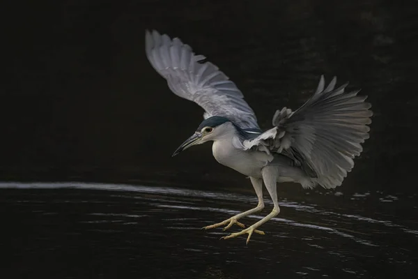 Hermosa Garza Nocturna Nycticorax Nycticorax Volando Bajo Sobre Agua Fondo — Foto de Stock