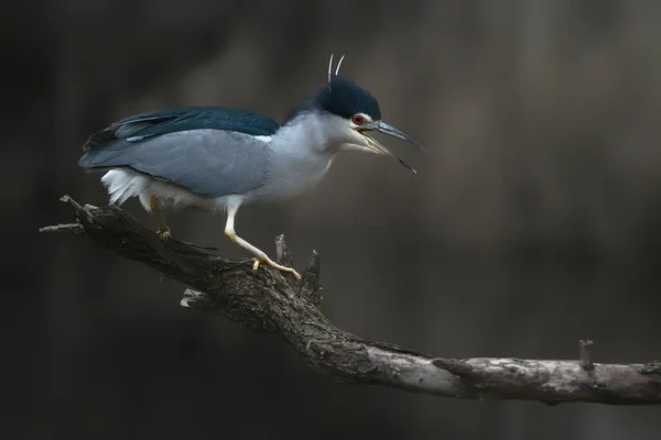 Hermosa Noche Gritando Garza Nycticorax Nycticorax Una Rama Fondo Oscuro — Foto de Stock