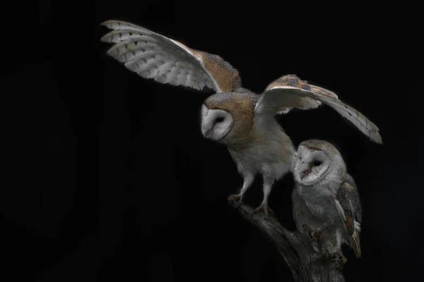 两只Barn Owls Tyto Alba 坐在树枝上 黑暗的背景荷兰的Noord Brabant — 图库照片