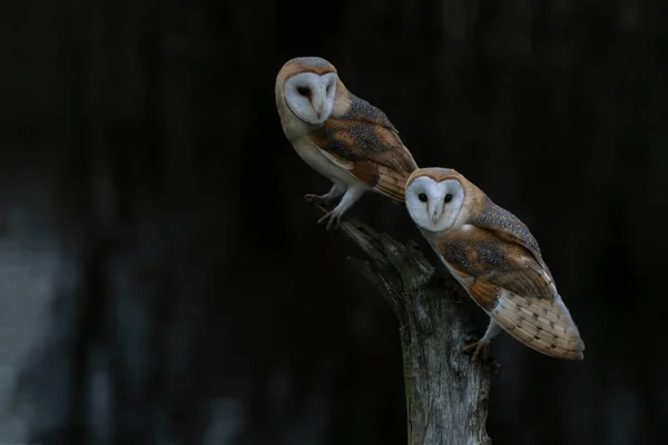 Two Barn Owls Tyto Alba Sitting Branch Dark Background Noord — Stock Photo, Image