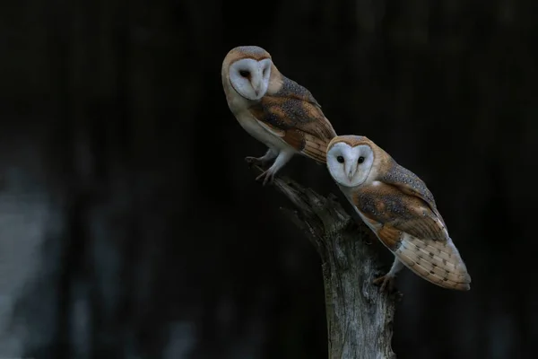 Duas Corujas Celeiro Tyto Alba Sentadas Galho Fundo Escuro Noord — Fotografia de Stock