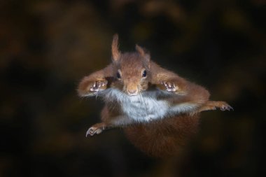 Şirin Avrasya kırmızı sincabı (Sciurus vulgaris) ağaçtan atlar. Tessenderlo, Belçika. Siyah arkaplan.