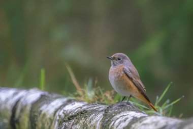 Juvenile Common redstart (Phoenicurus phoenicurus) on a tree trunk in the forest of Noord Brabant in the Netherlands. copy space.