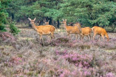 Kızıl geyik (Cervus elaphus), Hollanda 'daki Hoge Veluwe Ulusal Parkı' nda çiftleşme mevsiminde geyik sürüsü. Orman arka planda.