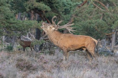 Hollanda 'daki Ulusal Park Hoge Veluwe sahasında çiftleşme mevsiminde erkek geyik (Cervus elaphus). Orman arka planda.