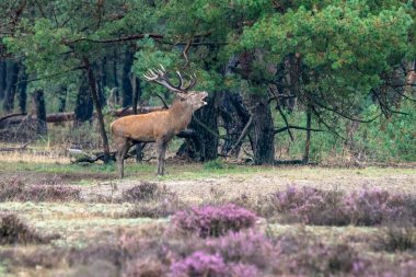 Hollanda 'daki Ulusal Park Hoge Veluwe sahasında çiftleşme mevsiminde erkek geyik (Cervus elaphus). Orman arka planda.