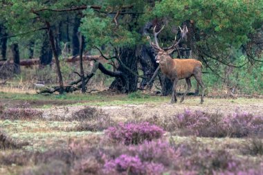 Hollanda 'daki Ulusal Park Hoge Veluwe sahasında çiftleşme mevsiminde erkek geyik (Cervus elaphus). Orman arka planda.