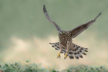 Hollanda 'daki Noord Brabant ormanında Kuzey Goshawk Yetişkinleri (Accipiter gentilis).                                                              