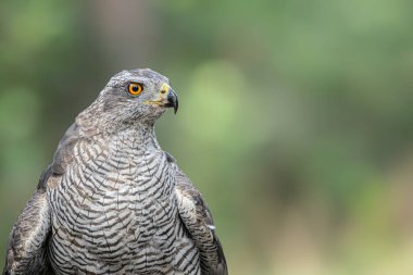 Hollanda 'daki Noord Brabant ormanında Kuzey Goshawk Yetişkinleri (Accipiter gentilis).                                                              
