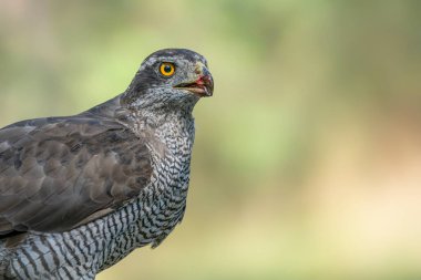 Hollanda 'daki Noord Brabant ormanında Kuzey Goshawk Yetişkinleri (Accipiter gentilis).                                                              
