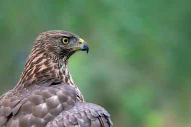 Hollanda 'daki Noord Brabant ormanında Kuzey Goshawk Yetişkinleri (Accipiter gentilis).                                                              