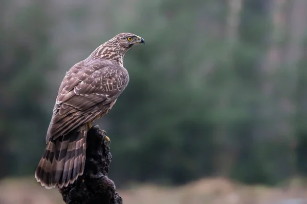 Une Belle Buse Commune Buteo Buteo Noord Brabant Aux Pays — Photo