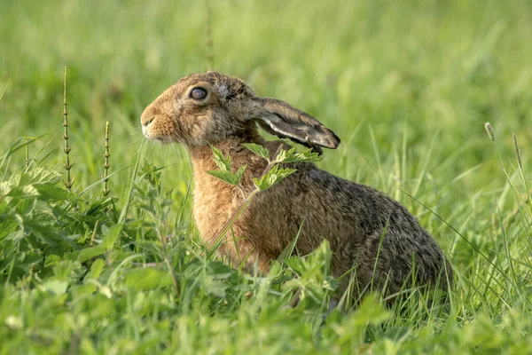 オランダのノード ブラバント州 ドゥルネンの森に座っているヨーロッパのウサギ Oryctolagus Cunichuus のクローズアップ — ストック写真