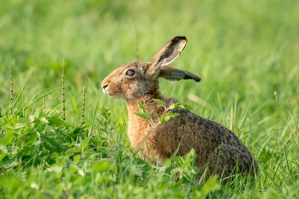 Hollanda Drunen Noord Brabant Ormanında Oturan Bir Avrupa Tavşanı Nın — Stok fotoğraf