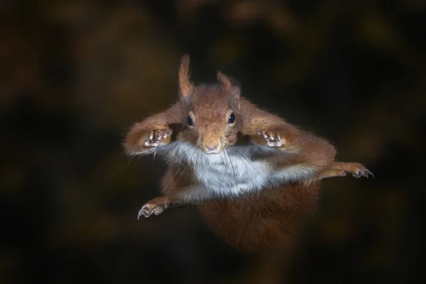 유라시아붉은 다람쥐 Sciurus Vulgaris 나무에서 내린다 벨기에 테센델로 — 스톡 사진