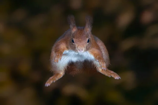 かわいいユーラシアの赤いリス Sciurus Valgaris が木から飛び出ています ベルギーのテッセンデルロ 黒の背景 — ストック写真