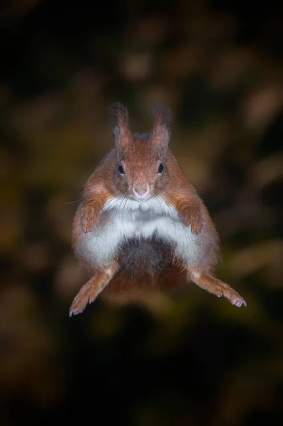 Χαριτωμένο Ευρασιατικό Κόκκινο Σκίουρος Sciurus Vulgaris Άλματα Από Ένα Δέντρο — Φωτογραφία Αρχείου