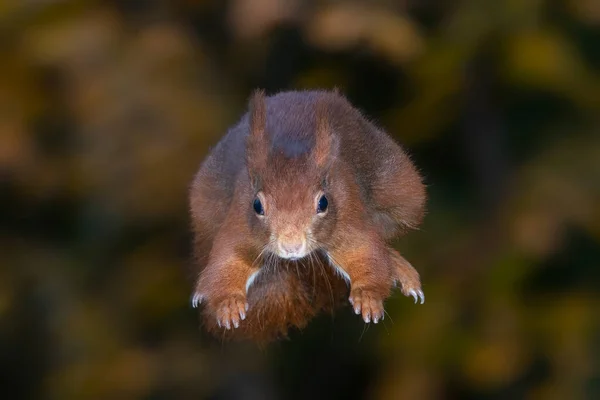 유라시아붉은 다람쥐 Sciurus Vulgaris 나무에서 내린다 벨기에 테센델로 — 스톡 사진