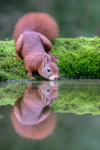 Piękna Czerwona Wiewiórka Sciurus Vulgaris Lesie Noord Brabant Holandii — Zdjęcie stockowe