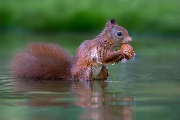 Krásná Červená Veverka Sciurus Vulgaris Lese Noord Brabant Nizozemsku — Stock fotografie