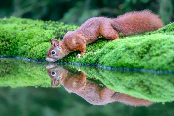 Esquilo Vermelho Bonito Sciurus Vulgaris Floresta Noord Brabant Nos Países — Fotografia de Stock