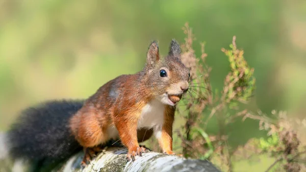 Prachtige Jonge Baby Rode Eekhoorn Sciurus Vulgaris Het Bos Van — Stockfoto