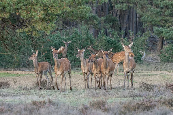 オランダの国立公園Hoge Veluweのフィールドでのルーティングシーズン中の鹿の赤い鹿のタグ Cervus Elaphus グループ 背景の森 — ストック写真