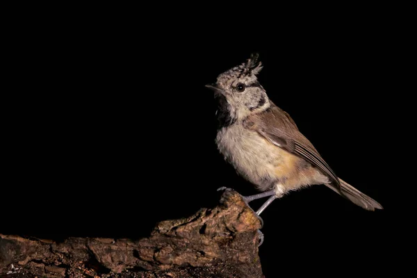 Crested Tit Branch Forest Tessenderlo Belgium Black Background — Stok fotoğraf