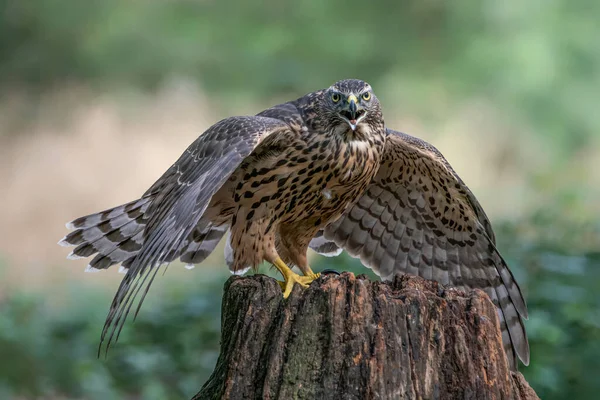 Vuxen Norra Goshawk Accipiter Gentilis Skogen Noord Brabant Nederländerna — Stockfoto