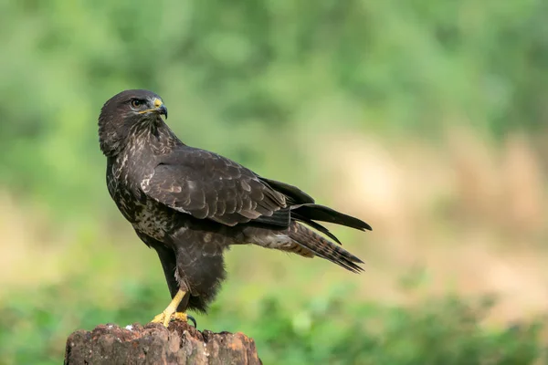 Adulto Goshawk Settentrionale Accipiter Gentilis Nella Foresta Del Brabante Settentrionale — Foto Stock